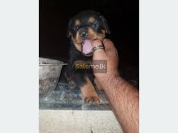 Dog foods at best prices in sri lanka at daraz.lk. Pets Rottweiler Puppy For Sale In Mawanella Saleme Lk