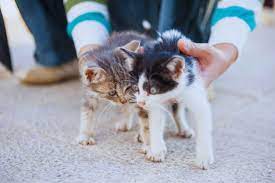 iki kediyi birbirine alistirmak icin yapilmasi gerekenler miyavliyo