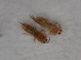 Get the latest information on weed, insect pest and plant disease control for turfgrass, trees, shrubs and herbaceous ornamentals. Cherry Thrips Pacific Northwest Pest Management Handbooks