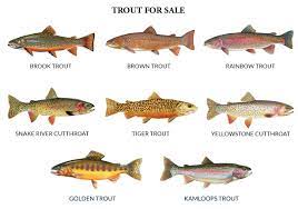 Trout Production Feed Service For Private Ponds Streams And Lakes Trout Cutthroat Trout Brook Trout