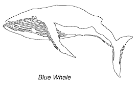Similarly the biblical coloring pages are there too for getting direct print from your computer and show them to your children. Blue Whale Coloring Page Animals Town Animals Color Sheet Blue Whale Free Printable Coloring Pages Animals