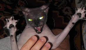 Korkunc Ve Komik Kedi Resimleri Hayvanlar Kedi Komik Hayvanlar