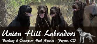 Pet breeder in bangkok, thailand. Union Hill Labradors Labrador Champion Breeding Stud Service Peyton Co