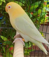  310 Lovebird Ideas Love Birds Parrot African Lovebirds