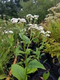Image result for Parthenium