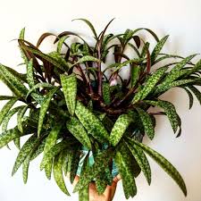 Image result for Ledebouria cordifolia