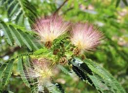 Free shipping on orders over $25 shipped by amazon. Mimosa Tree Management Tips For The Control Of Mimosa Trees