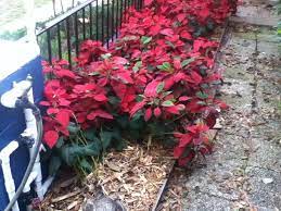 Poinsettia Hedge In Maitland Florida Plants Hedges Poinsettia