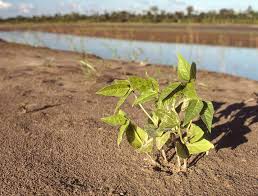 Image result for Vigna comosa