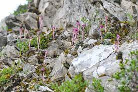 saxifraga porophylla in central italy parco nazionale d abruzzo lazio e molise 22 may 2019 plants alpine plants flora