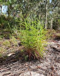 Image result for Schizachyrium claudopus