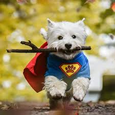 Super Dog On Paw Patrol Pawpatrol Westhighlandwhiteterrier Terrier Westietude Westiegram Whwt Fall Westie Dogs Westie Puppies Dog Costumes