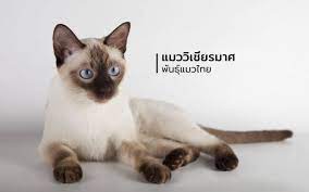 ดำเนินธุรกิจให้บริการสื่อโฆษณานอกบ้าน (out of home media) à¹à¸¡à¸§à¹„à¸—à¸¢à¸ªà¸²à¸¢à¸ž à¸™à¸˜ à¸§ à¹€à¸Š à¸¢à¸£à¸¡à¸²à¸¨ Siamese Pet Network Hospital Facebook