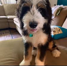 We are not taking deposits for bernedoodles at this time. Honey Creek Puppies Home