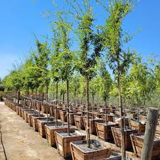 Image result for Ulmus parvifolia