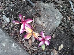 Make sure the top of the original root ball is one inch above surrounding soil. Garden Care Simplified Red Champa Frangipani Flowering Plant Care And Tips Refreshing Nature Trails