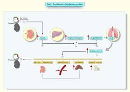 Image result for Aldosterone