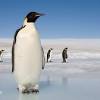 All you want to know about antarctica's most emblematic animal. Https Encrypted Tbn0 Gstatic Com Images Q Tbn And9gctbhifgtbrbd2j8smlni1qbl Vxqe4iw7vwcmahvheauqlnbcnt Usqp Cau