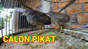 Suara Anak Burung Puyuh Hutan Calon Pikat Youtube