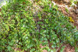 Image result for Crossopetalum