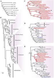 Image result for Hedbergia