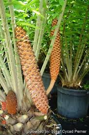 Image result for Encephalartos gratus