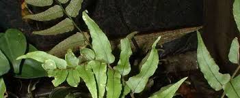Check spelling or type a new query. Cyrtomium Species Fortune S Net Veined Holly Fern Hardy Japanese Holly Fern Holly Fern Cyrtomium Fortunei