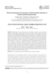 Image result for Sphaerocyperus erinaceus