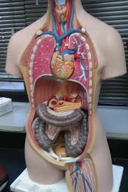 Labeled human torso models feature clear views of the vertebrae, spinal cord, spinal nerves our extensive collection of human torso models include gendered models, a unisex anatomy models. Human Model Torso Flashcards Chegg Com