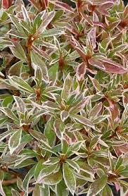 Rhododendron Silver Sword Partial Shade Plants Variegated Plants Shade Plants