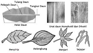Maybe you would like to learn more about one of these? Struktur Dan Fungsi Bagian Tumbuhan