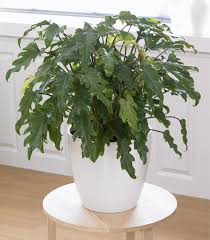Take care of plants with reminders, diagnose them with our plant identification! Philodendron Xanadu Der Baumfreund Furs Zimmer Philodendron Plant Plant Care Houseplant House Plants Indoor