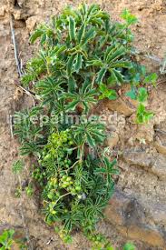 Image result for Cyphostemma congestum