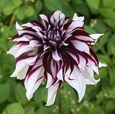 Amazon Com Tartan Dinner Plate Dahlia Bulbs Tubers Garden Fragrant Flower Plants Home Balcony Bonsai 1 Bulb Beautiful Flowers Amazing Flowers Pretty Flowers
