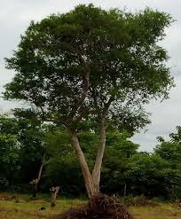 Image result for Vernonia longipedunculata