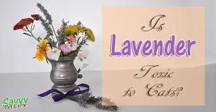 This gorgeous plant with bright purple blossoms covers the south of france and smells like plus, if droplets land on the cat and she starts grooming herself, she can accidentally ingest lavender oil that way. Is Lavender Toxic To Cats Savvy Pet Care
