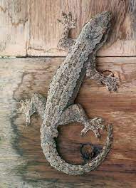 Check spelling or type a new query. Cicak Bertarung Melawan Buaya Siapa Menang Alamendah S Blog