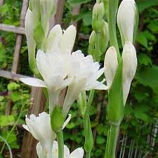 Image result for Polianthes tuberosa
