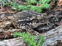 Image result for Toddaliopsis