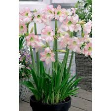 Amaryllis I Kruka Hippeastrum X Sonatini Pink Rascal Amaryllis Bulbs Amaryllis Plants