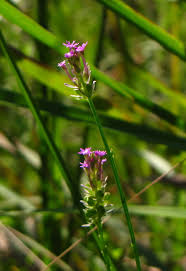 Image result for Polygala engleri