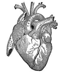 These are all vintage black and white clip art images scanned from antique books. Vintage Graphic Image Anatomy Heart The Graphics Fairy Heart Art Print Anatomical Heart Heart Drawing