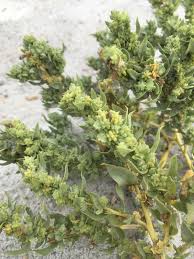 Image result for Olax pentandra