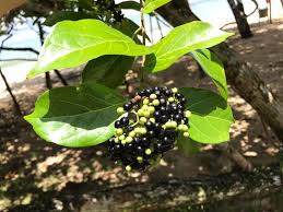 Image result for Premna velutina