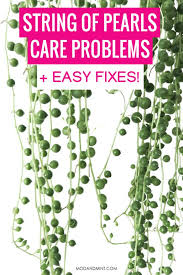 The rest of the length of the pearls still look healthy. String Of Pearls Plant Care Common Problems And Easy Fixes