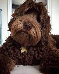 Oregon labradoodles since 2001 oregon labradoodles since 2001 oregon labradoodles since 2001. The History Of The Australian Labradoodle Mini Aussiedoodles And Australian Labradoodle Puppies Best Aussiedoodle Breeders In Washington State Portland Oregon