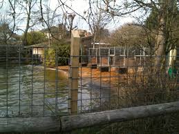 We've spent the past year training the sea lions to walk into their travel boxes, this regular training means they're really familiar with the crates and know that it's a safe place to be. London Zoo Sea Lions Zoochat