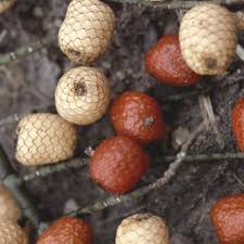 Image result for Eremospatha haullevilleana