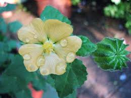 Image result for Abutilon sonneratianum