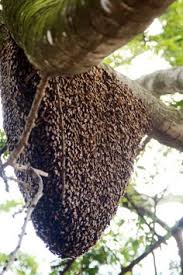 By cluster, i suspect you mean a swarm on a tree or post or something similar.the answer is, other than telling a local beekeeper about them there is nothing you really can do. 21 Swarms Ideas Bee Swarm Bee Keeping Bee Hive